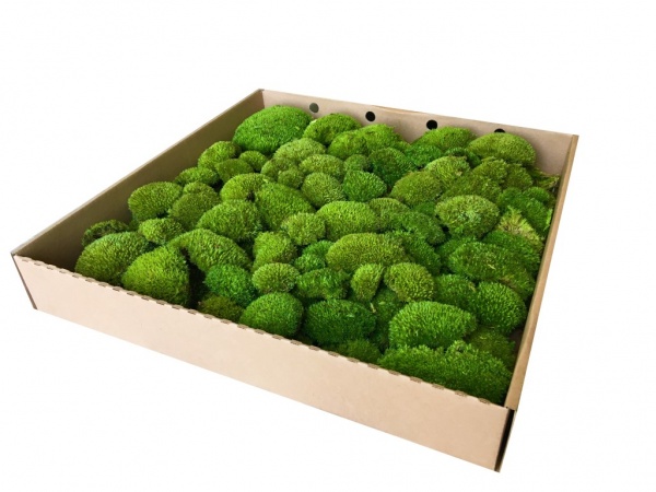 Premium Preserved Alpine Pillow/ Bun Moss Light Green 0,6m2 Large Bulk Wholesale Box